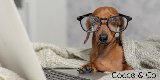 Welcome to My Paws Blog 🐾 Tips and curiosities for pet lovers
